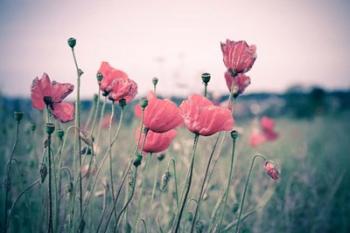 Pink Tulips | Obraz na stenu