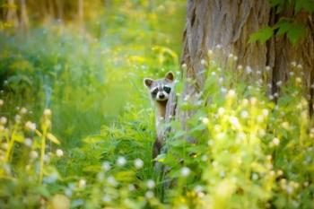 Peek A Boo | Obraz na stenu