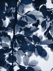 Indigo Leaves | Obraz na stenu