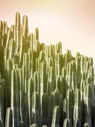 Pink Sky Cactus | Obraz na stenu