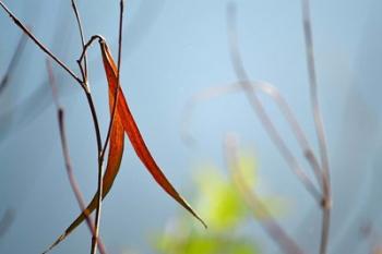 Red and Green by the River | Obraz na stenu