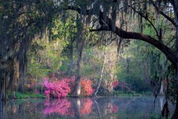 Morning Serenity | Obraz na stenu