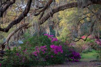 Oaks and Azaleas | Obraz na stenu