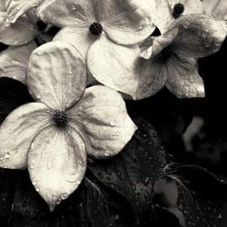 Dogwood Flower No. 3 | Obraz na stenu