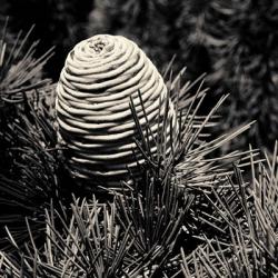 Spruce Cone | Obraz na stenu