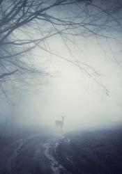Foggy Morning Hike | Obraz na stenu