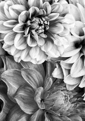 B&W Flower 2 | Obraz na stenu