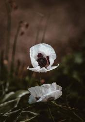 White Poppies | Obraz na stenu