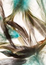 Floating Feathers | Obraz na stenu
