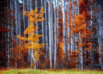 Autumn Birches | Obraz na stenu