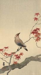 Japanese Waxwing on Maple, 1900-1936 | Obraz na stenu