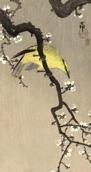 Chinese Wielewaal on Plum Blossom Branch, 1900-1910 | Obraz na stenu