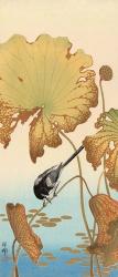 Japanese Wagtail on Lotus Plant, 1925-1936 | Obraz na stenu