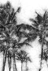 Dorado Palms 1 | Obraz na stenu