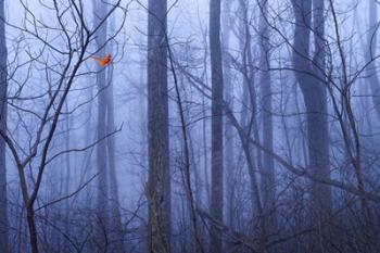 Red Cardinal in a Blue Forest | Obraz na stenu