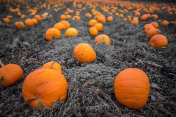 Sea of Pumpkins | Obraz na stenu