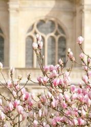 Spring Magnolias In Paris | Obraz na stenu