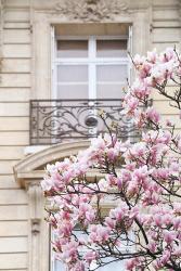 Spring Magnolias in Paris | Obraz na stenu