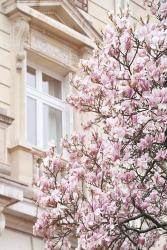 Pink Spring Magnolias in Paris | Obraz na stenu