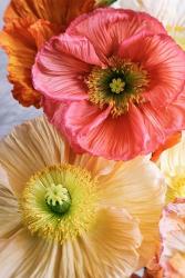 Spring Poppies | Obraz na stenu