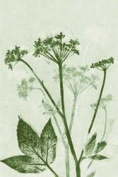 Ground Elder Green | Obraz na stenu