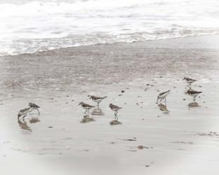 Sandpipers | Obraz na stenu