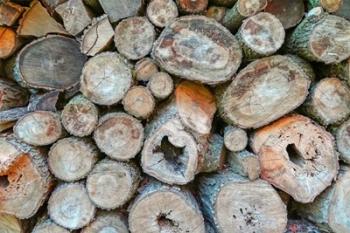 Woodpile | Obraz na stenu