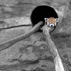 Red Panda Sleeping | Obraz na stenu