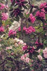 Rhododendrons | Obraz na stenu