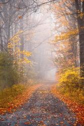 Road and Autumn Mist | Obraz na stenu