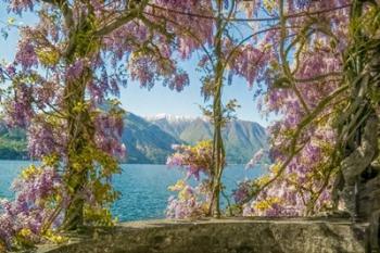 Wisteria and Mountains - Lago di Como | Obraz na stenu