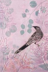 Dusk Wattlebird in Pink | Obraz na stenu