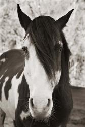 Pale Eyed Stallion | Obraz na stenu