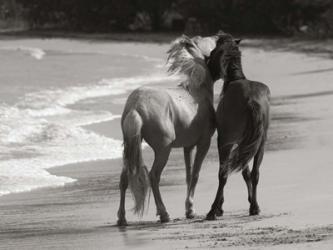 Young Mustangs on Beach | Obraz na stenu