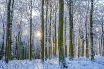 Frosty Forest | Obraz na stenu