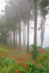 Forest of The Flowers | Obraz na stenu