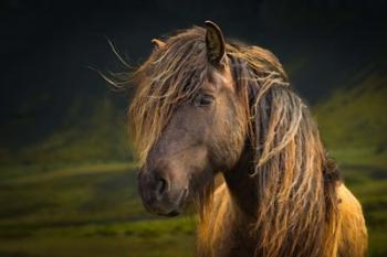 Born To Be Wild | Obraz na stenu