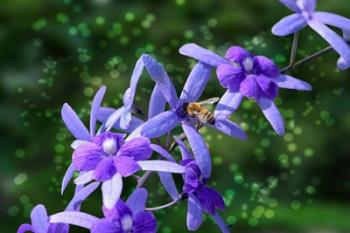 Bee and Purple Flowers | Obraz na stenu