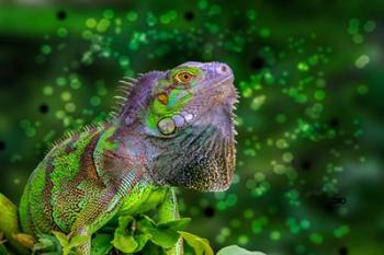 Green Iguana | Obraz na stenu