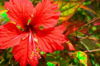 Red Hibiscus | Obraz na stenu