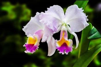 White, Yellow and Fuchsia Orchids | Obraz na stenu