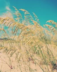 Sea Oats | Obraz na stenu