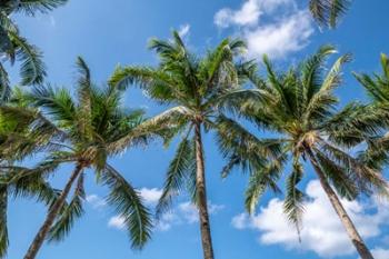 Palawan Palm Trees I | Obraz na stenu