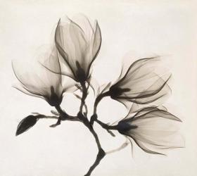 Branch with Four Magnolias, 1910-1925 | Obraz na stenu