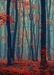 Autumn Forest In The Mist | Obraz na stenu