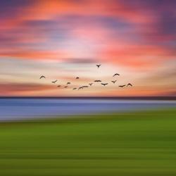 Birds In The Sunset | Obraz na stenu