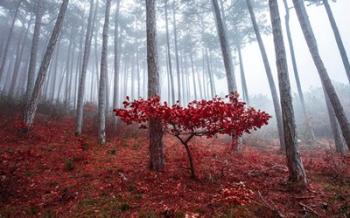 Misty Autumn | Obraz na stenu