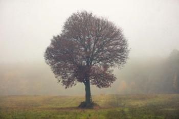 Tree In The Mist | Obraz na stenu