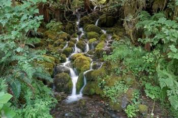 Fern Waterfall | Obraz na stenu