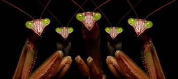 Praying Mantis: Family Portrait | Obraz na stenu